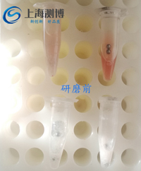 CEBO-48 多樣品組織研磨機(jī)-研磨腦組織實驗