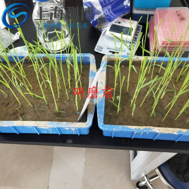 冷凍研磨儀能將難以研磨的水稻葉片進行研磨？